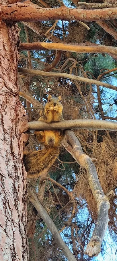 Balboa pickleball courts