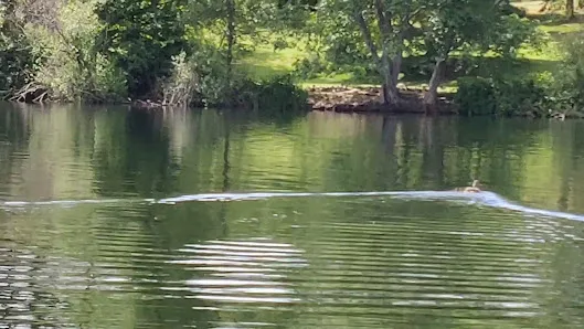Bitter Lake Playfield photo 3