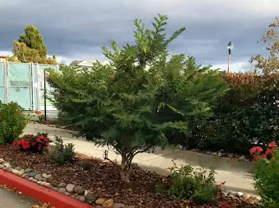 Cedar Rose Park Pickleball Courts photo 3