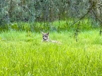 Edenvale Park - Tennis and Pickleball Courts