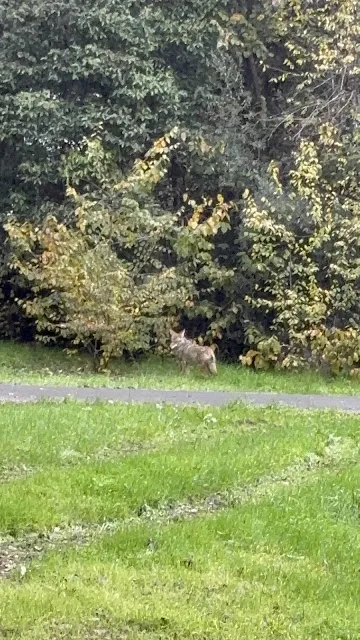 Edenvale Park - Tennis and Pickleball Courts photo 2