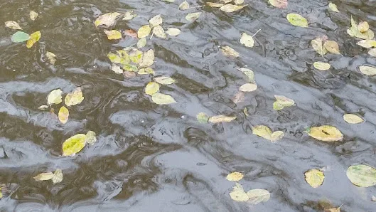 Fletcher Parks & Recreation photo 2