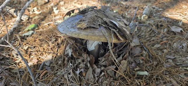 Highland Road Community Park photo 2