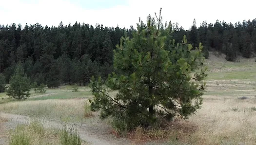 Holmberg Park photo 2