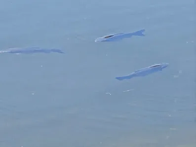 L Scott Stell Park photo 2