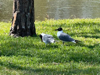 Lake Vista Recreation Center photo 2