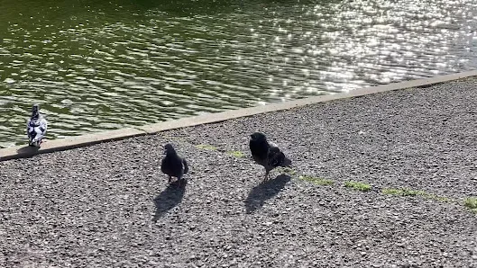 Louis Sutter Playground Park photo 4