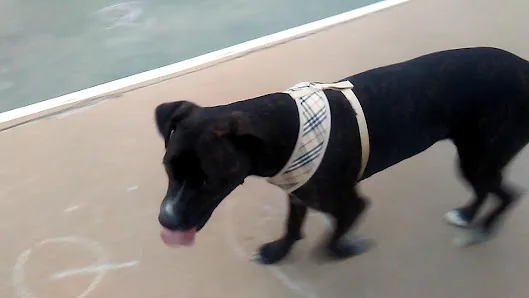 Mission Hills Park photo 2