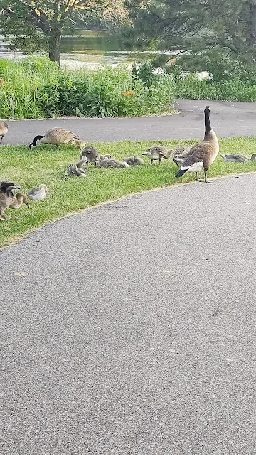 St. Louis Park Pickleball Courts photo 2