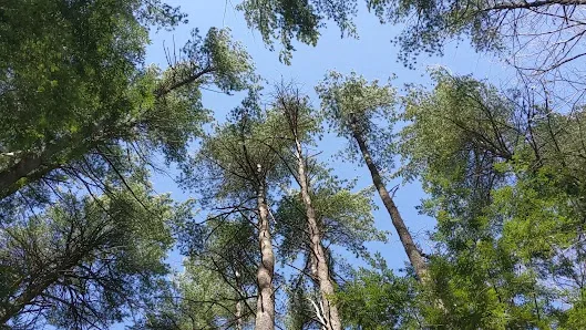 Szymanski Park photo 2