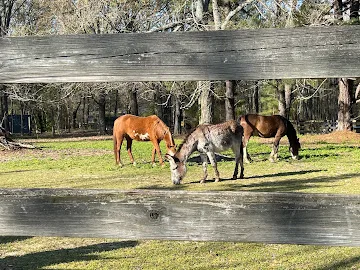 Willow Grove Pickleball photo 2
